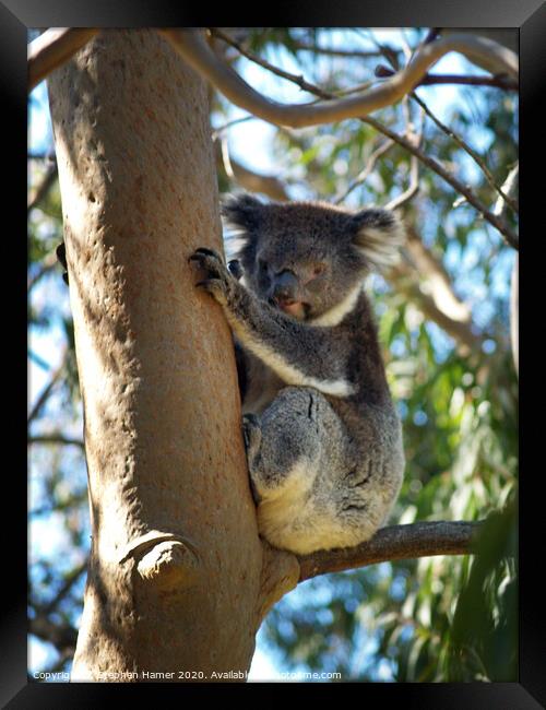 Koala up a Eucalyptus Tree Framed Print by Stephen Hamer