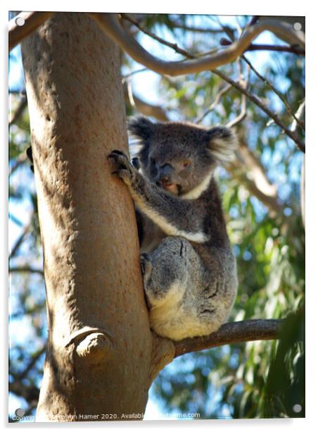 Koala up a Eucalyptus Tree Acrylic by Stephen Hamer