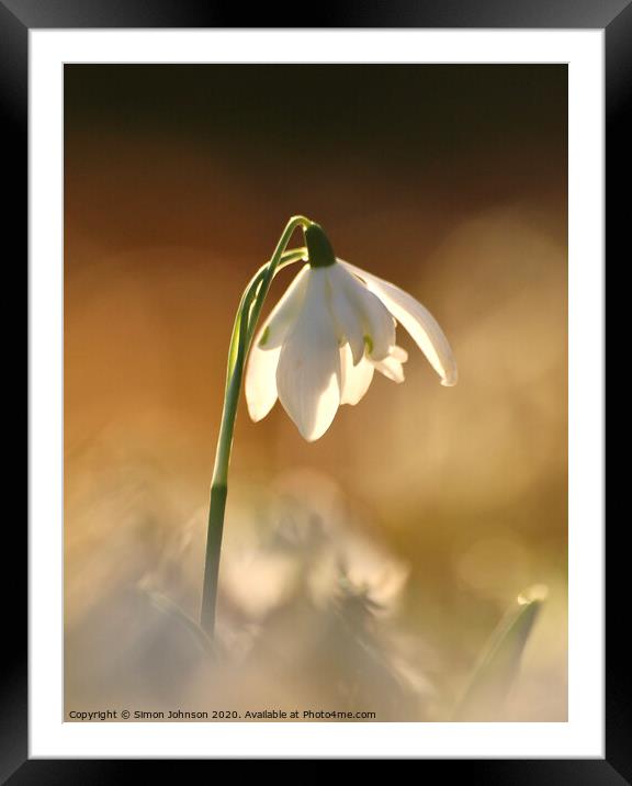 isolated sunlit snowdrop Framed Mounted Print by Simon Johnson