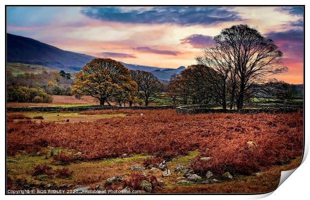Wasdale Late Autumn  Print by ROS RIDLEY