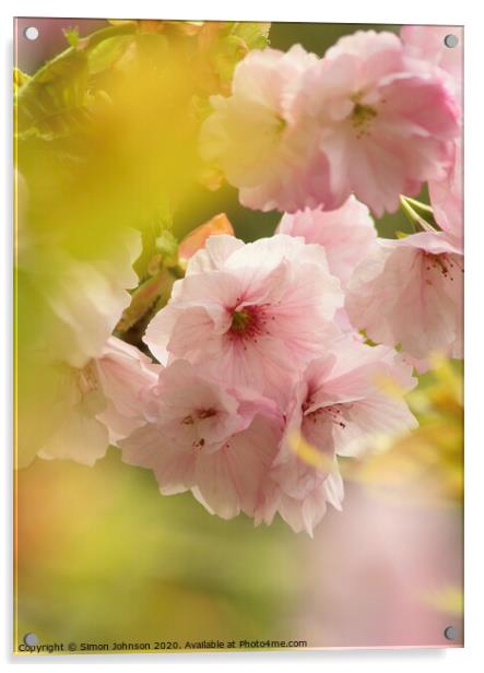 Pink Cherry Blossom Acrylic by Simon Johnson