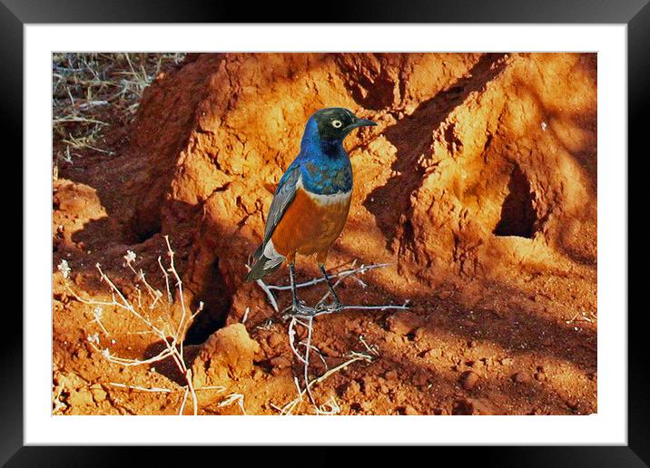 Superb Starling Framed Mounted Print by Michael Smith