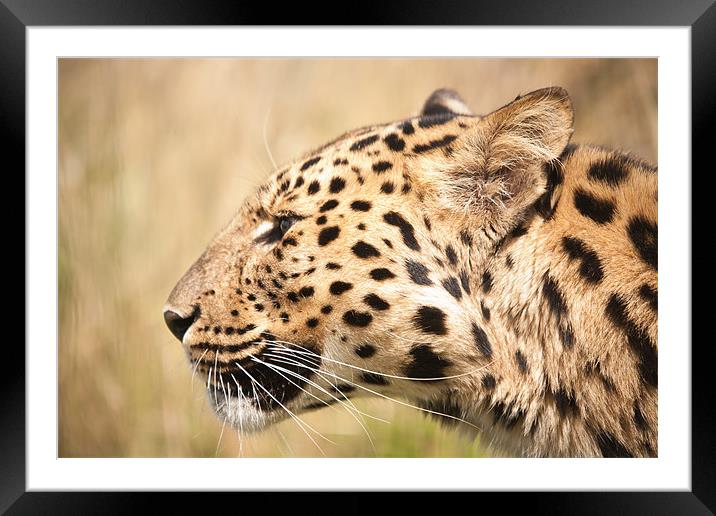 On your Marks -Amur Leopard Framed Mounted Print by Simon Wrigglesworth