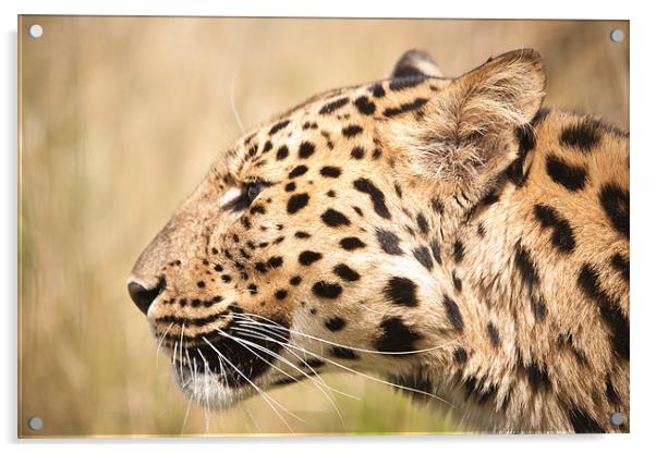 On your Marks -Amur Leopard Acrylic by Simon Wrigglesworth