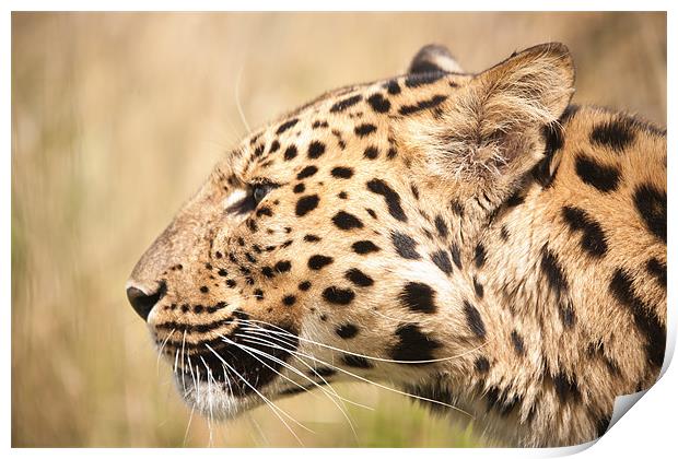 On your Marks -Amur Leopard Print by Simon Wrigglesworth