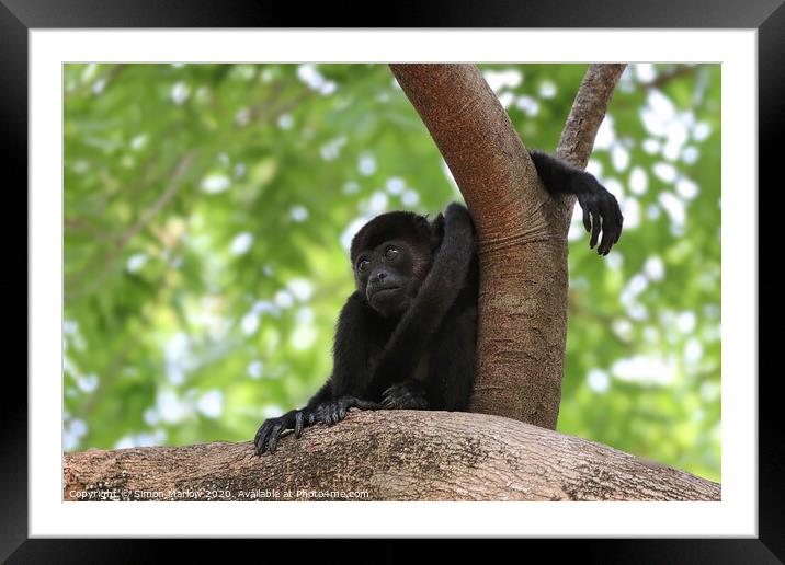 Adorable Baby Howler Monkey Framed Mounted Print by Simon Marlow