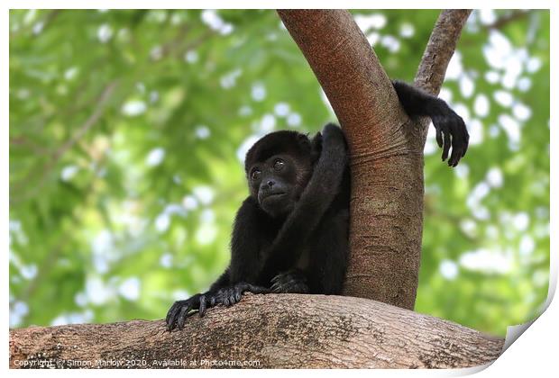 Adorable Baby Howler Monkey Print by Simon Marlow