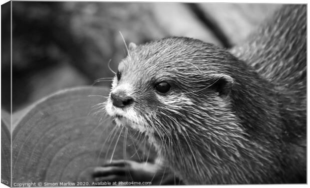 Black and White portrait of an Otter Canvas Print by Simon Marlow