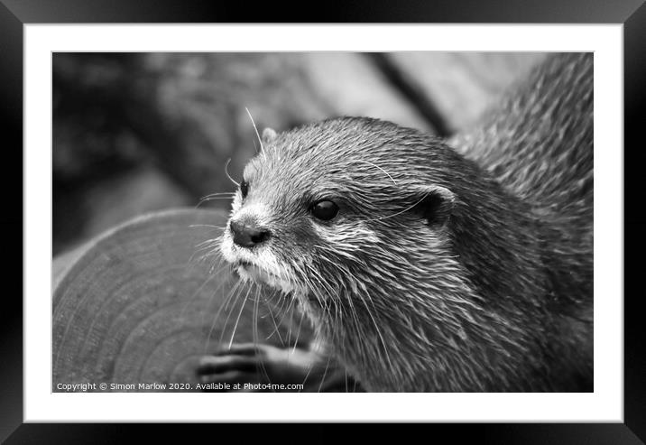 Black and White portrait of an Otter Framed Mounted Print by Simon Marlow