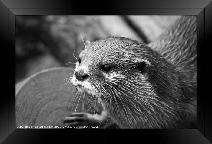 Black and White portrait of an Otter Framed Print by Simon Marlow
