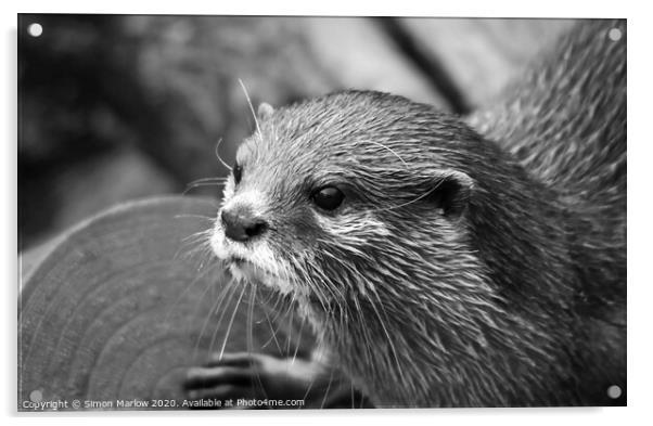 Black and White portrait of an Otter Acrylic by Simon Marlow