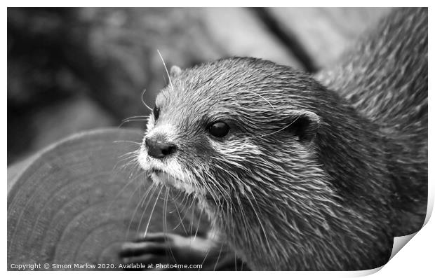 Black and White portrait of an Otter Print by Simon Marlow