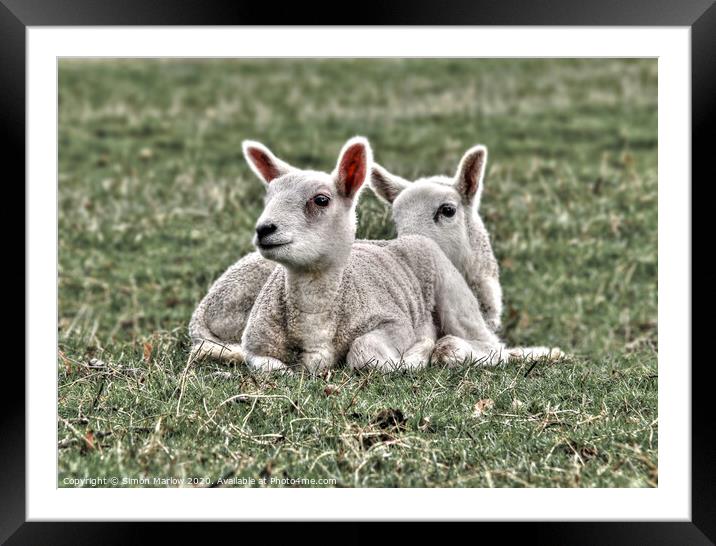 Playful Spring Lambs in a Sunny Field Framed Mounted Print by Simon Marlow