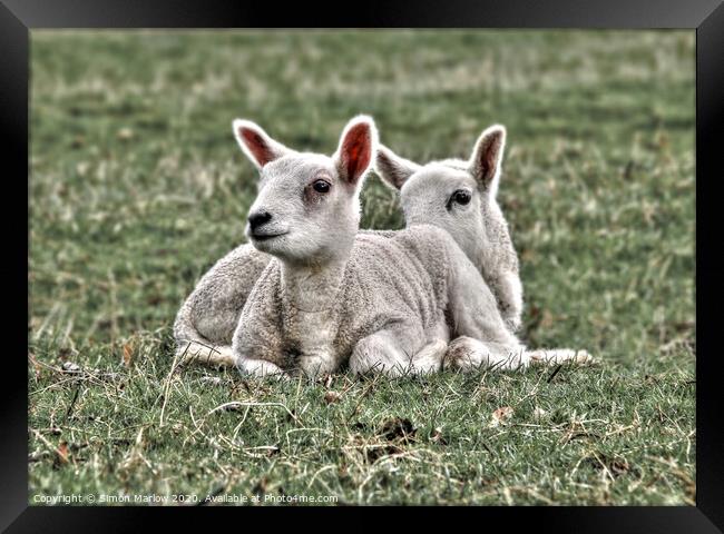 Playful Spring Lambs in a Sunny Field Framed Print by Simon Marlow