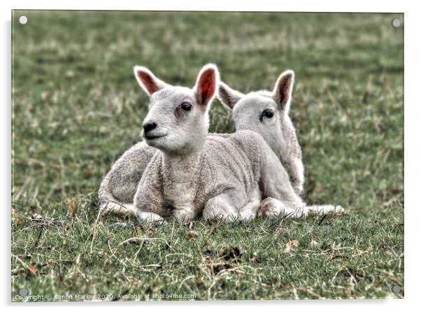 Playful Spring Lambs in a Sunny Field Acrylic by Simon Marlow