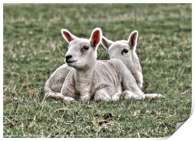 Playful Spring Lambs in a Sunny Field Print by Simon Marlow