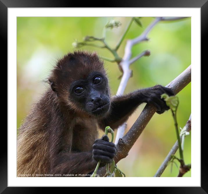 Adorable Baby Howler Monkey in Costa Rican Forest Framed Mounted Print by Simon Marlow