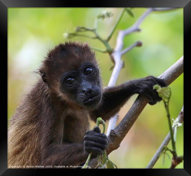 Adorable Baby Howler Monkey in Costa Rican Forest Framed Print by Simon Marlow
