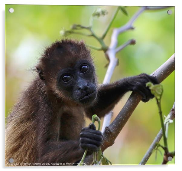 Adorable Baby Howler Monkey in Costa Rican Forest Acrylic by Simon Marlow