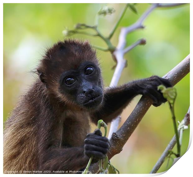 Adorable Baby Howler Monkey in Costa Rican Forest Print by Simon Marlow
