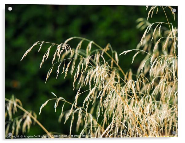 Ornamental Grass in Sunlight Acrylic by Angela Cottingham