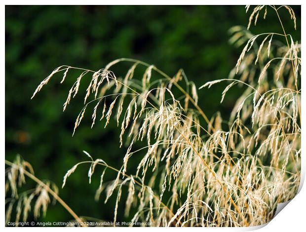 Ornamental Grass in Sunlight Print by Angela Cottingham