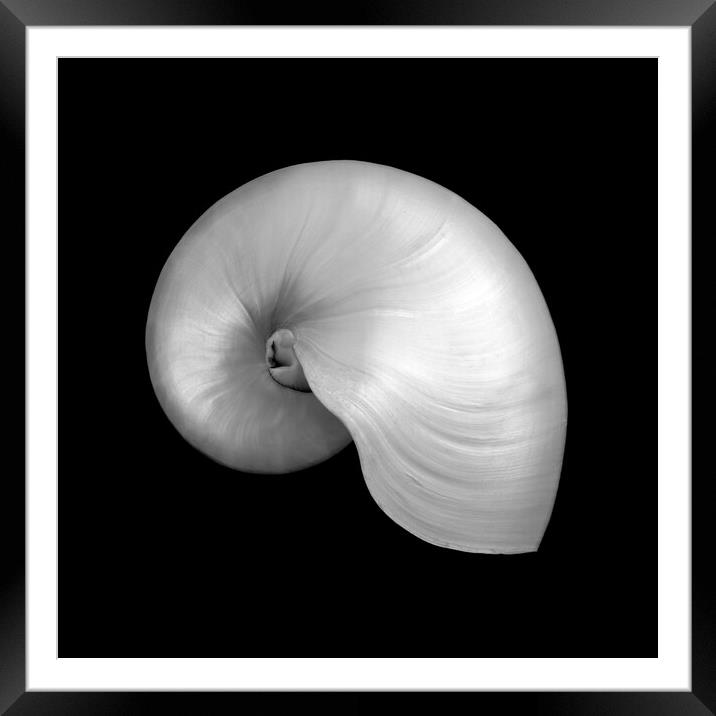 Polished Nautilus shell Framed Mounted Print by Jim Hughes