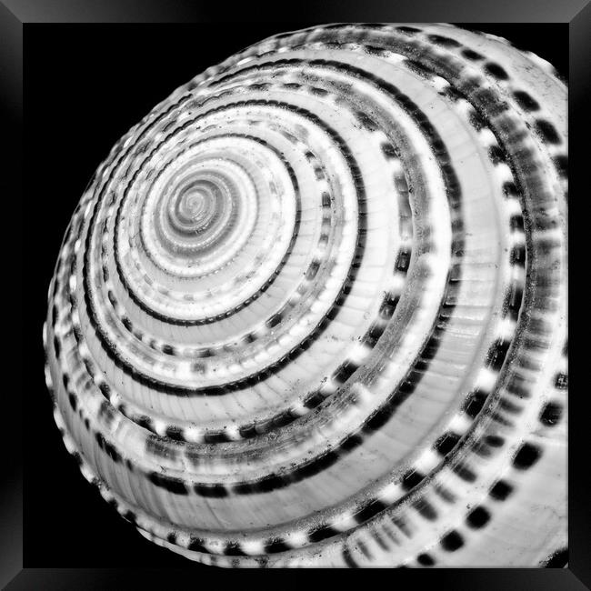 Spiral sea shell Framed Print by Jim Hughes