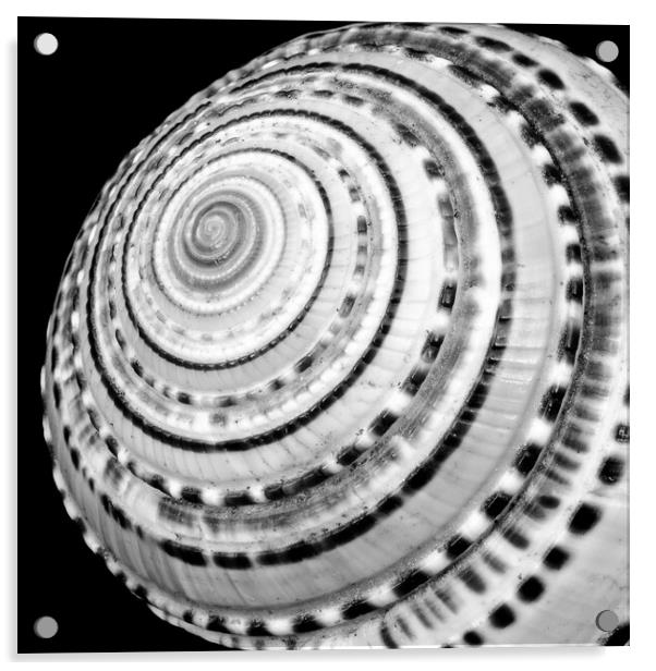 Spiral sea shell Acrylic by Jim Hughes