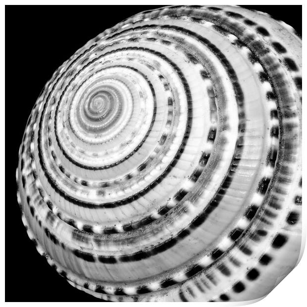 Spiral sea shell Print by Jim Hughes