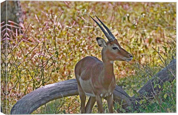 Antilope Canvas Print by Michael Smith