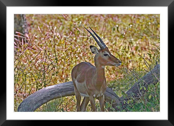 Antilope Framed Mounted Print by Michael Smith