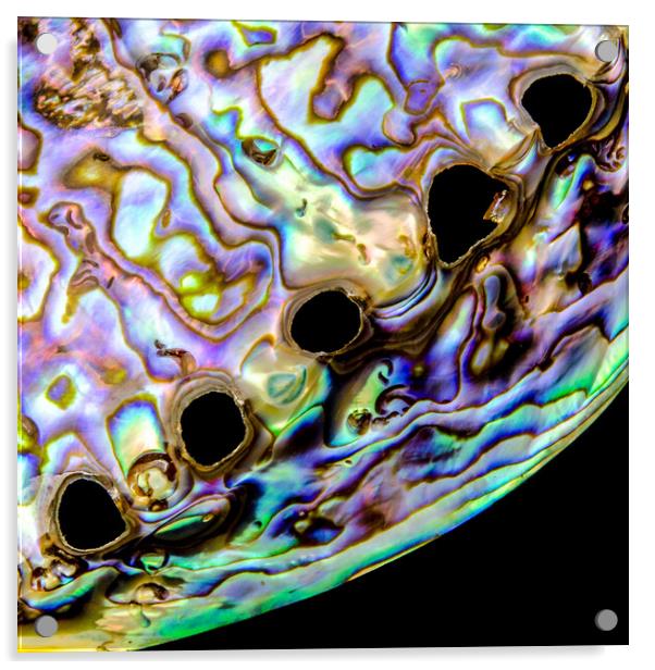 Abalone shell closeup Acrylic by Jim Hughes