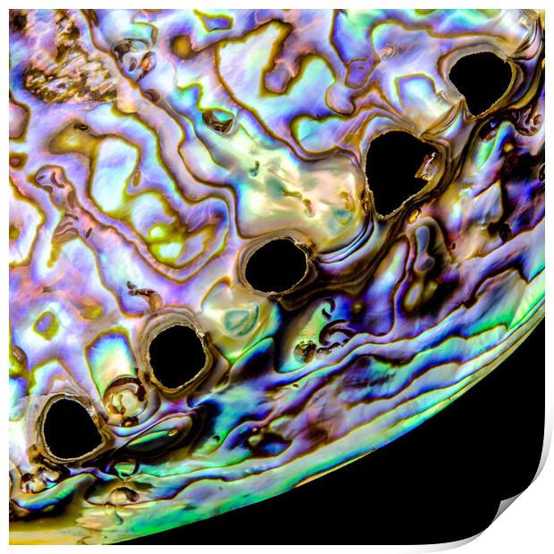 Abalone shell closeup Print by Jim Hughes