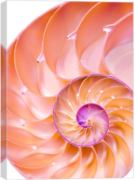 Nautilus spiral Canvas Print by Jim Hughes