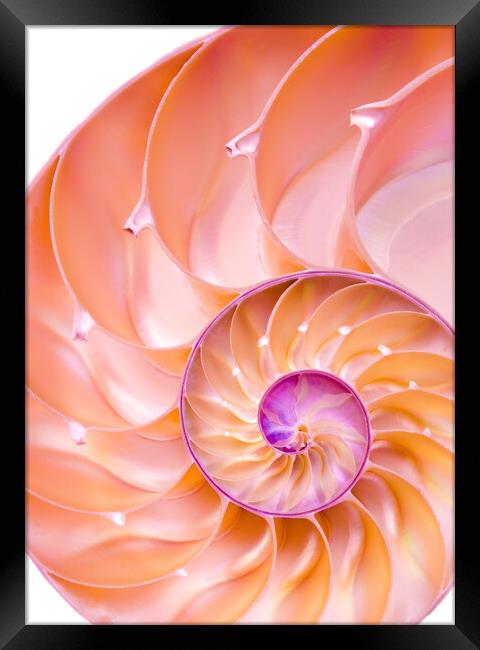 Nautilus spiral Framed Print by Jim Hughes