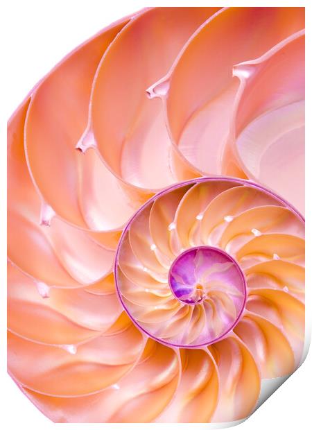 Nautilus spiral Print by Jim Hughes