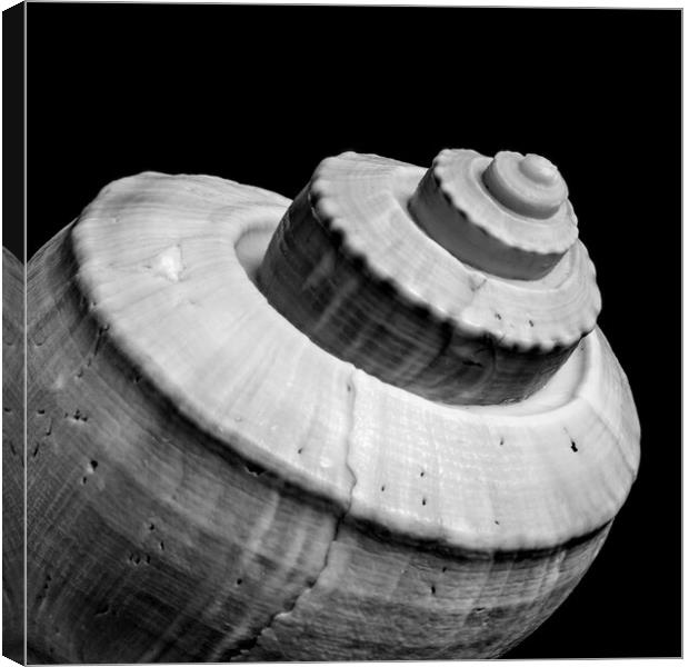 Channeled Whelk sea shell Canvas Print by Jim Hughes