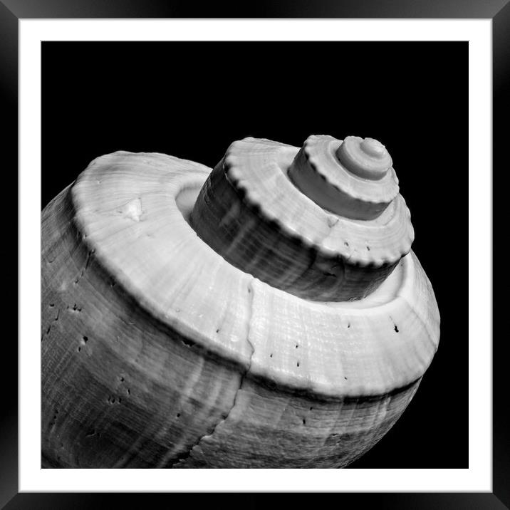 Channeled Whelk sea shell Framed Mounted Print by Jim Hughes