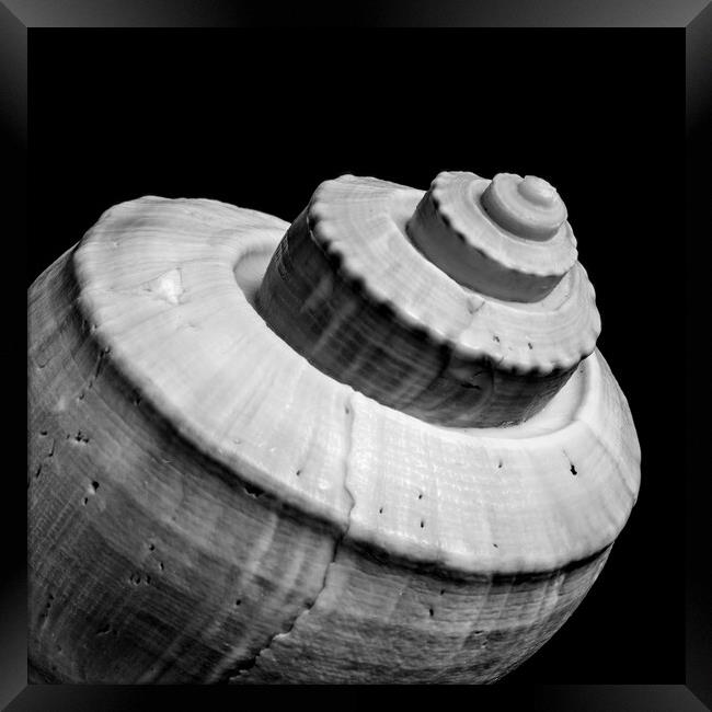 Channeled Whelk sea shell Framed Print by Jim Hughes