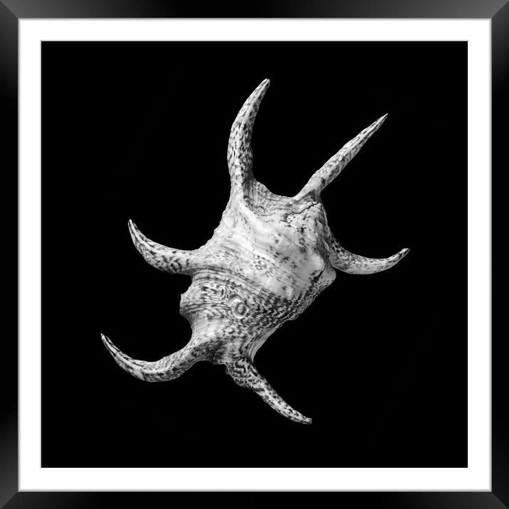 Spider Conch Seashell Framed Mounted Print by Jim Hughes