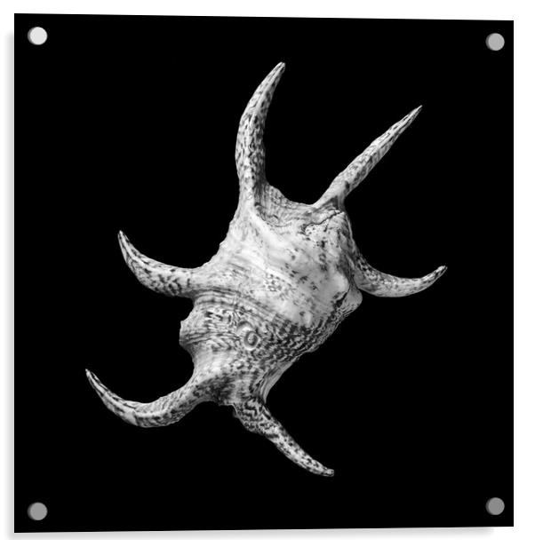 Spider Conch Seashell Acrylic by Jim Hughes