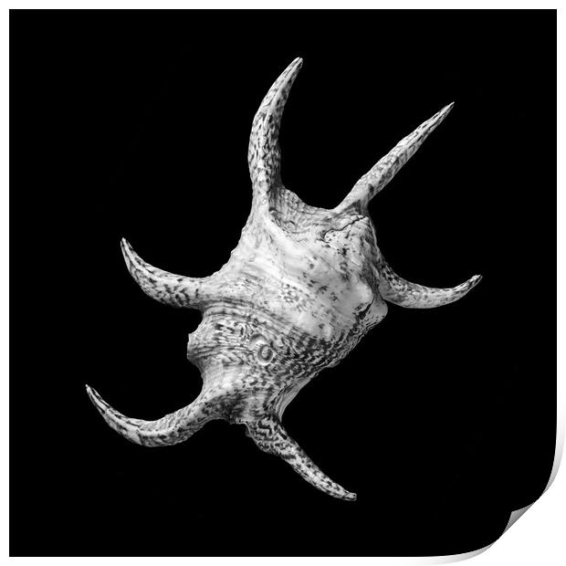 Spider Conch Seashell Print by Jim Hughes