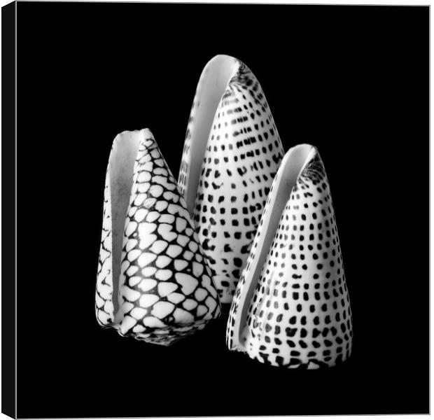 Alphabet Cone shells Conus Spurius Canvas Print by Jim Hughes