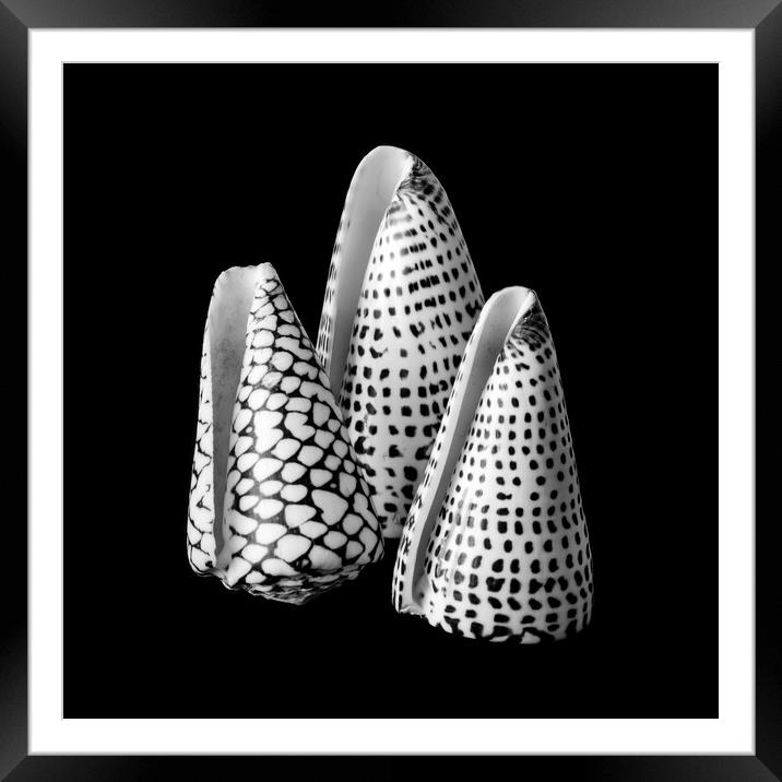 Alphabet Cone shells Conus Spurius Framed Mounted Print by Jim Hughes