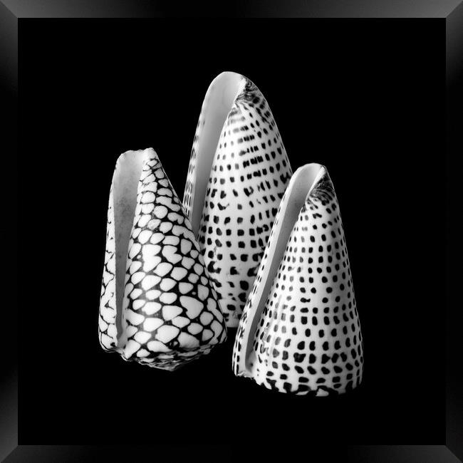 Alphabet Cone shells Conus Spurius Framed Print by Jim Hughes