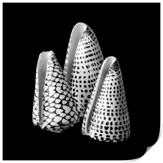 Alphabet Cone shells Conus Spurius Print by Jim Hughes
