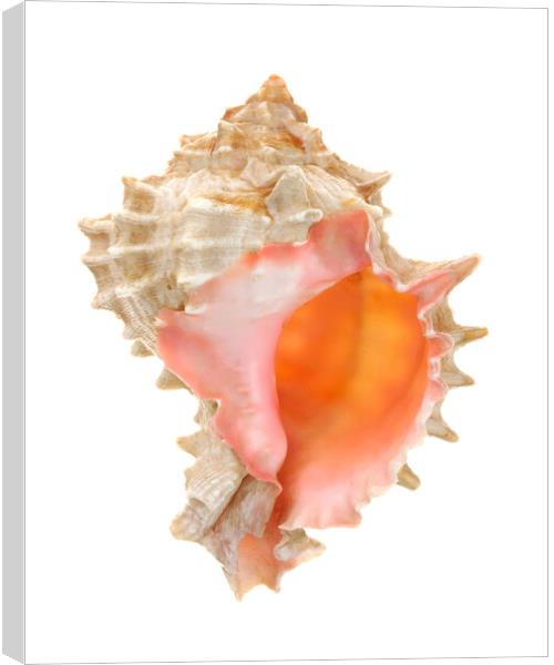 sea shell: pink mouthed murex Canvas Print by Jim Hughes