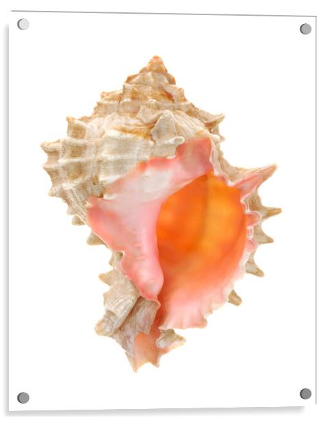 sea shell: pink mouthed murex Acrylic by Jim Hughes