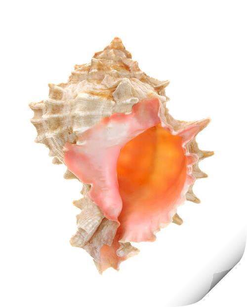 sea shell: pink mouthed murex Print by Jim Hughes